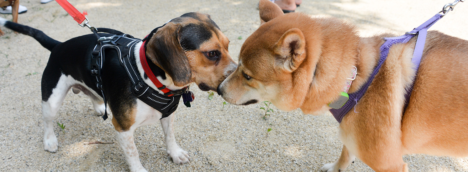 Two dogs sniff each other in a busy dog run.