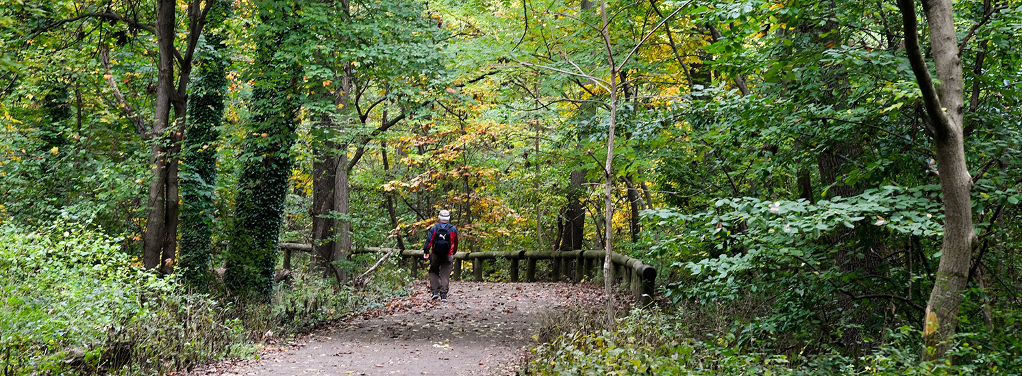 A lone hiker walking on a trail through a forest.