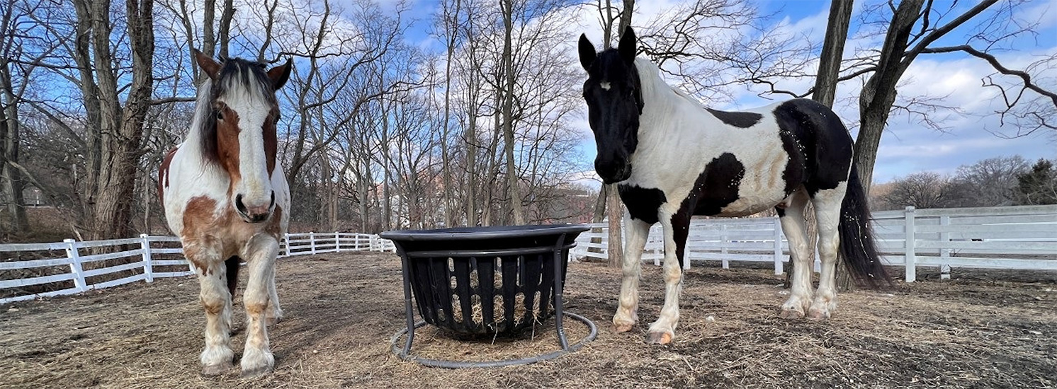 Two horses in a stable.