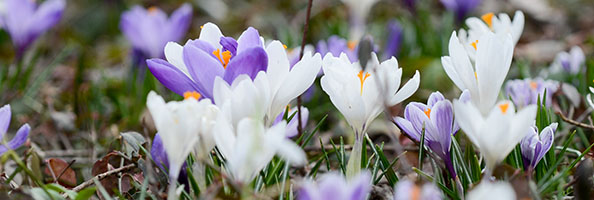 crocus in bloom