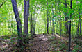 The view from a nature trail in Forest Park