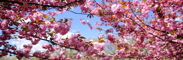 fluffy pink cherry blossoms against the backdrop of a blue sky day