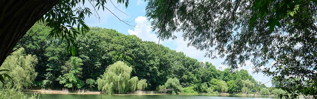 a forested area near a lake