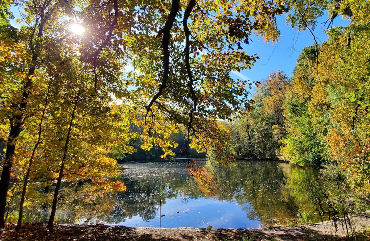 trees in fall color surrounded by a lake