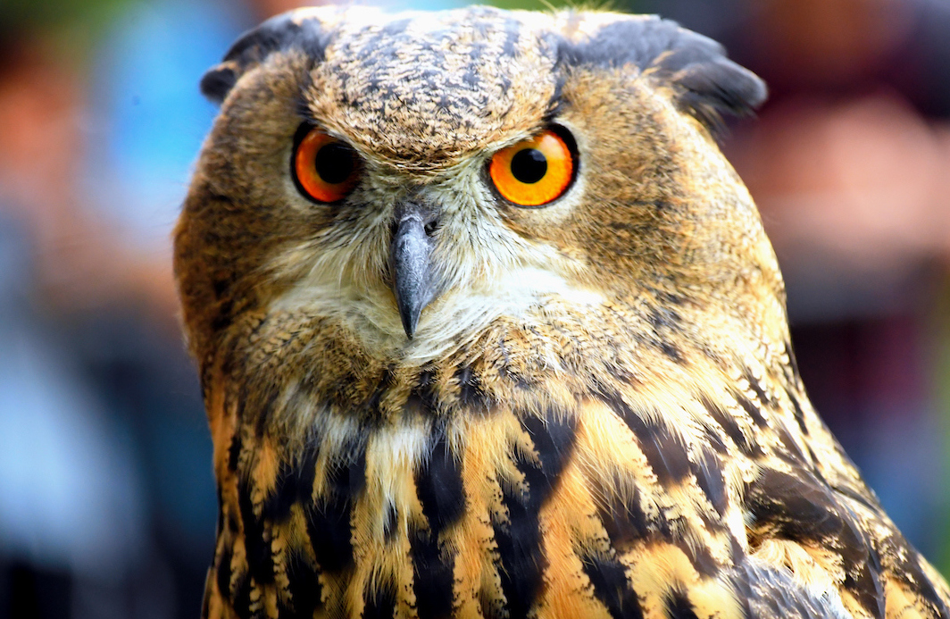 owl in the park