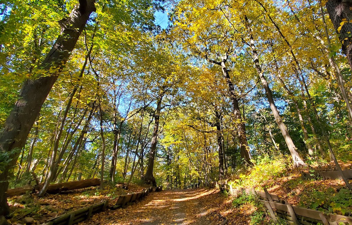 a forest in the park