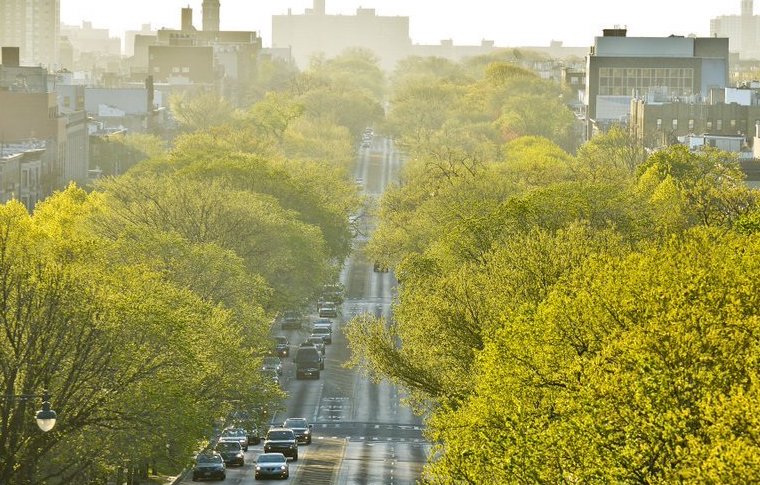 Street Trees