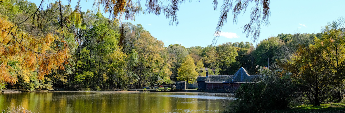 trees near a lake in a park