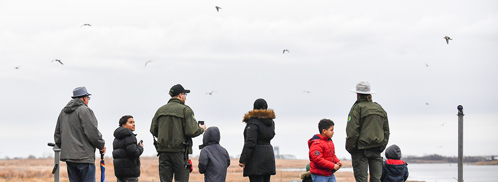 A view from behind of Rangers and families looking out at a meadow and a flock of shorebirds.