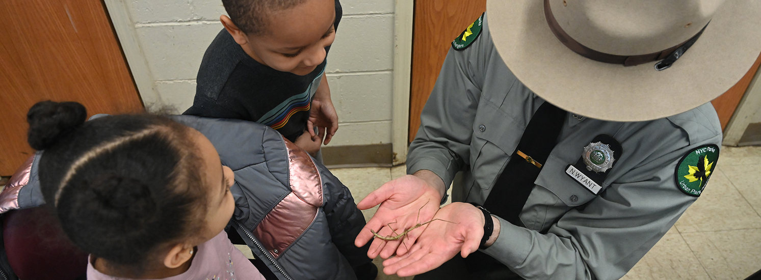 A park ranger holds a live Walking Sticks, an herbivorous insect that camouflages like a tree twig, showing children what it looks like.