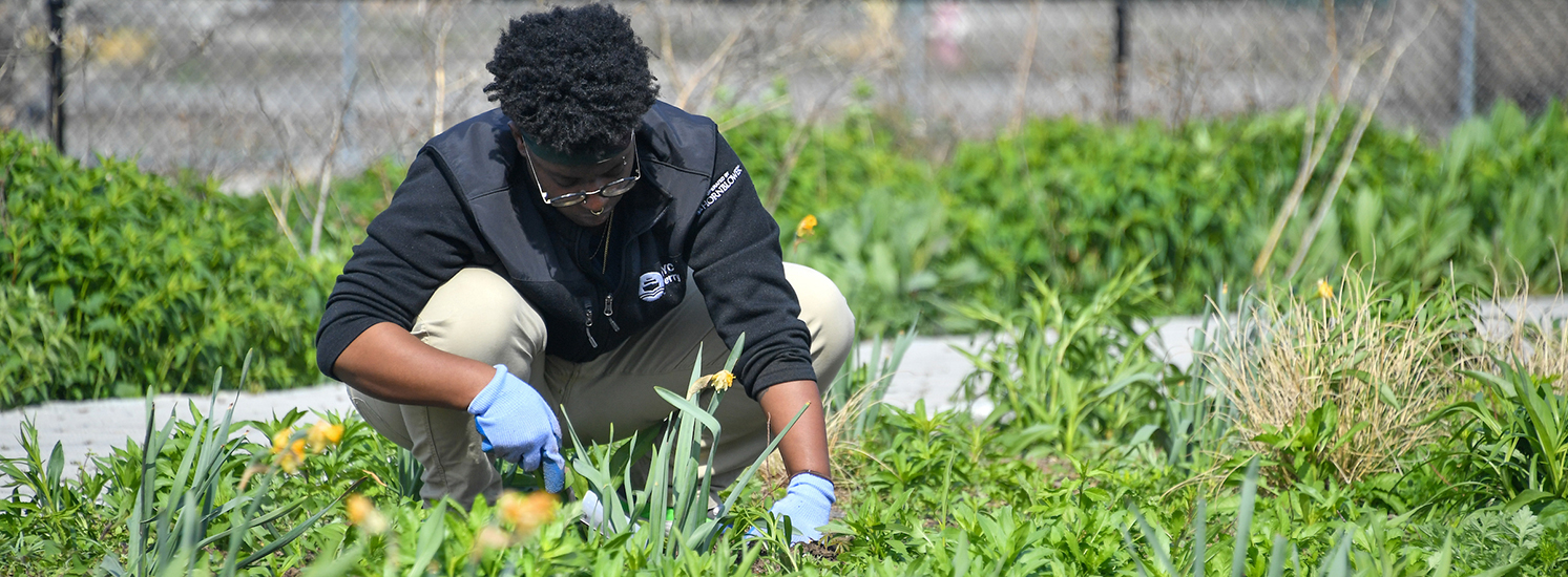 A person wearing gloves and squatting over a planted area. They appear to be in the middle of pulling weeds.