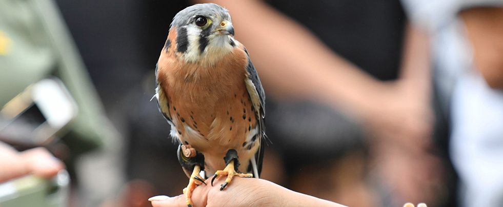 A kestrel with a pointed beak and sharp claws looks out while perched on someone's hand. The bird is banded, and it appears to be part of a wildlife event.