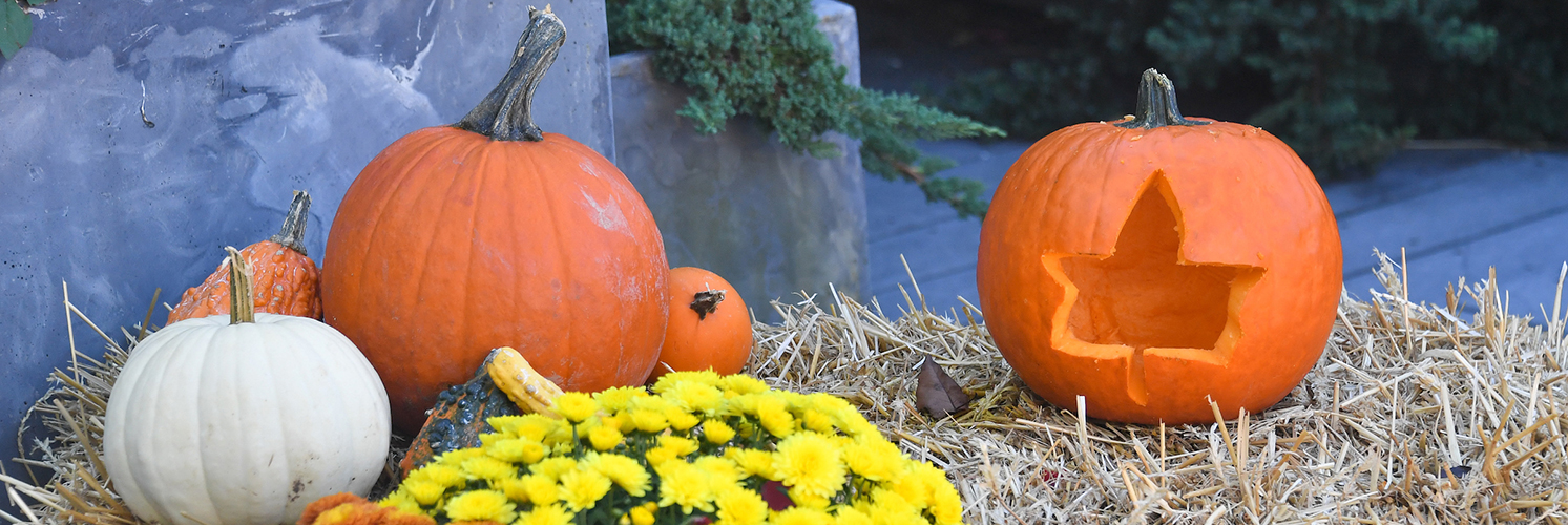 There are five pumpkins resting on a floral display. The pumpkin on the right has the Parks leaf logo carved into it.