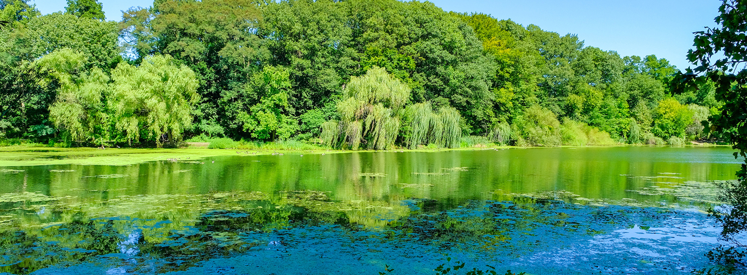 Lush green trees surround Oakland Lake.