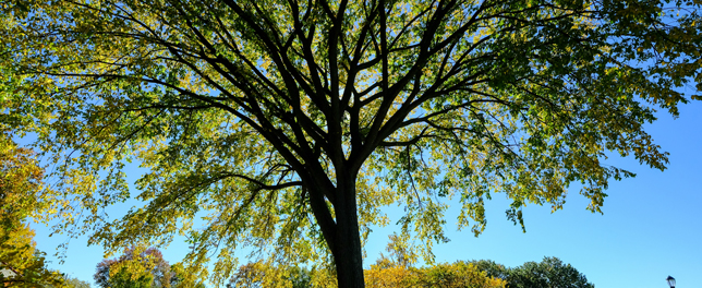 tree canopy of a great tree against the sunshine in the back