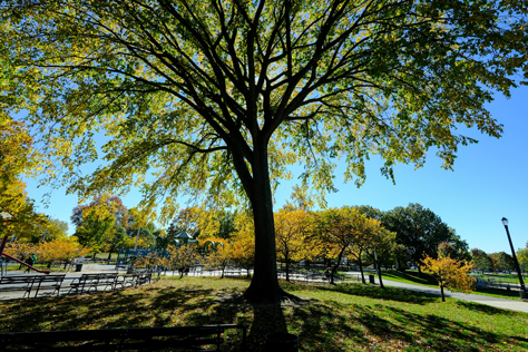 tree canopy of a great tree against the sunshine in the back