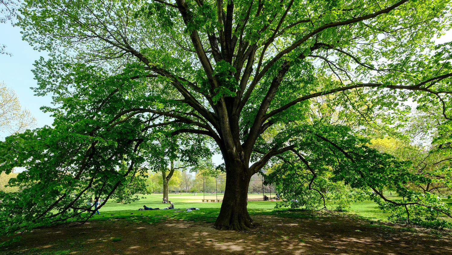 Great Tree in Central Park.