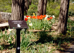 Fort Greene Park