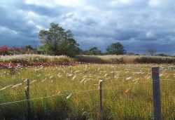 Four Sparrow Marsh