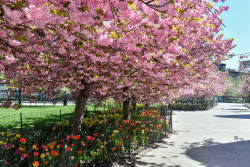 Marcus Garvey Park