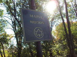 Maple Woods