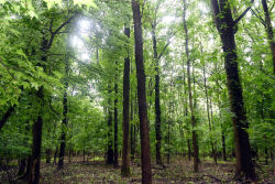 Blood Root Valley