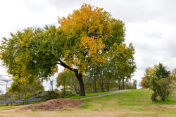 Walter Gladwin Park