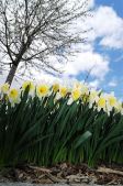 Daffodils 2006