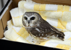 A Visitor: Saw-Whet Owl Brought to Central Park