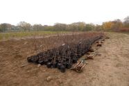 MillionTreesNYC planting in Kissena Corridor Park 