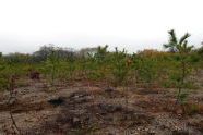 MillionTreesNYC planting in Kissena Corridor Park 