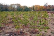 MillionTreesNYC planting in Kissena Corridor Park 