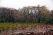 MillionTreesNYC planting in Kissena Corridor Park 