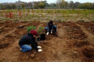 MillionTreesNYC planting in Kissena Corridor Park 