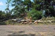 Central Park Storm Damage 