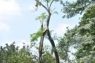 Central Park Storm Damage 