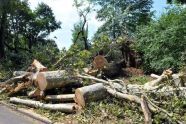 Central Park Storm Damage 