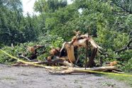 Central Park Storm Damage 