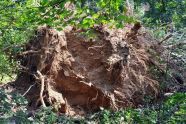 Central Park Storm Damage 