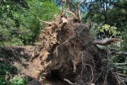 Central Park Storm Damage 