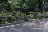 Central Park Storm Damage 