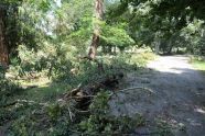 Central Park Storm Damage 