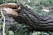 Central Park Storm Damage 