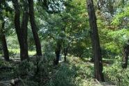 Central Park Storm Damage 