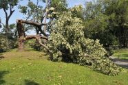 Central Park Storm Damage 