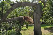 Central Park Storm Damage 