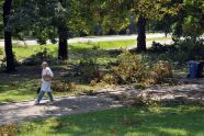 Central Park Storm Damage 