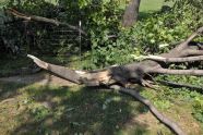 Central Park Storm Damage 