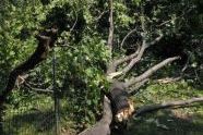 Central Park Storm Damage 