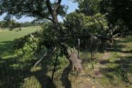 Central Park Storm Damage 